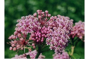Asclepias incarnata - Swamp Milkweed